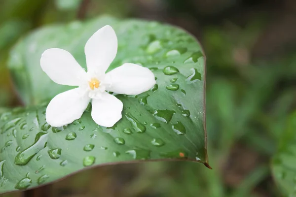 白花落在花园的叶子上 雨后花园里的落叶落在树叶上 — 图库照片