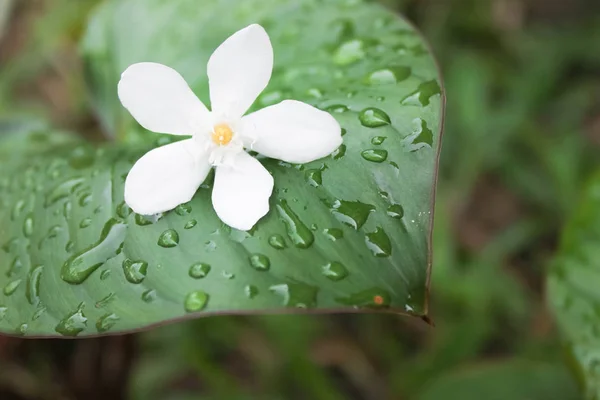 白花落在花园的叶子上 雨后花园里的落叶落在树叶上 — 图库照片