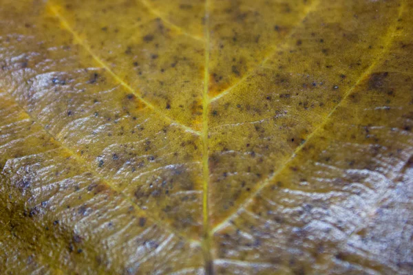 Listy Bílém Pozadí Pozadí Close Velké Hnědé Listy Texturou Podzimní — Stock fotografie