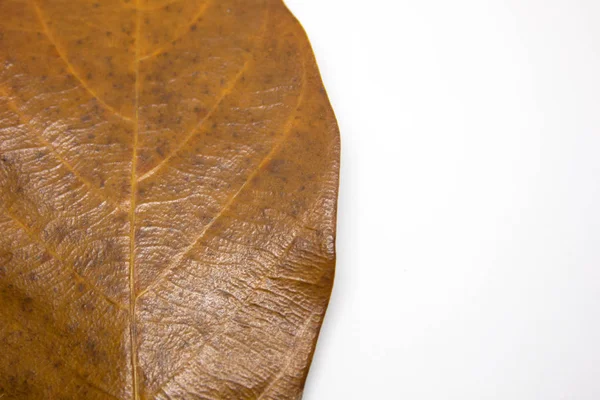 白の背景 背景近くを大きな茶色の葉に葉テクスチャ秋茶葉 秋葉の抽象的な背景 白い背景の上の乾燥葉 — ストック写真