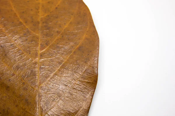 Foglie Uno Sfondo Bianco Sfondo Close Grandi Foglie Marroni Strutturato — Foto Stock