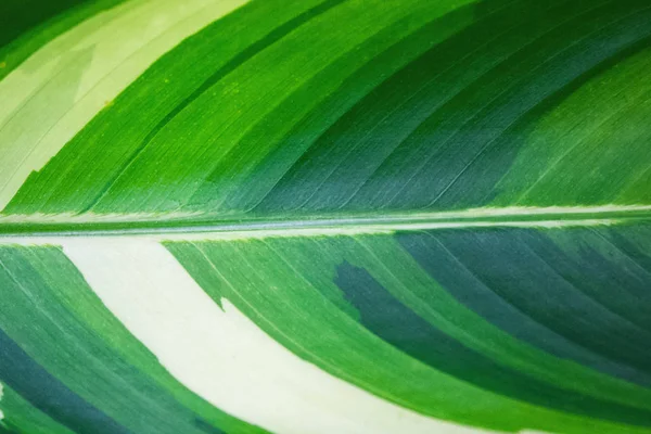 Pianta Verde Foglia Sfondo Foglie Sfondo Bianco Sfondo Close Grandi — Foto Stock