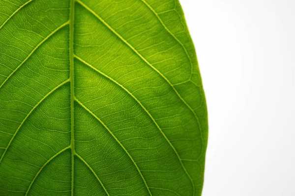 Pianta Verde Foglia Sfondo Foglie Sfondo Bianco Sfondo Close Grandi — Foto Stock