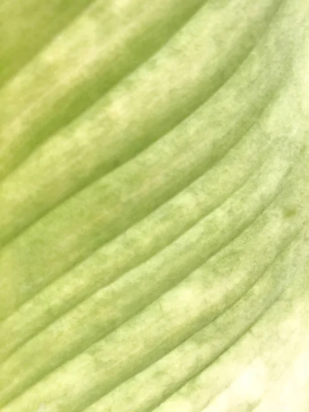 白地に葉の緑植物葉の背景 背景近くを大きな緑の葉 緑の葉 緑の葉テクスチャ テクスチャ マクロ葉のクローズ アップ — ストック写真