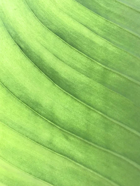 Feuille Plante Verte Arrière Plan Feuilles Sur Fond Blanc Arrière — Photo