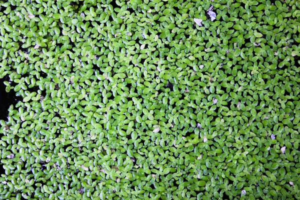 Πάπια Ζιζάνιο Πράσινο Του Νερού Μαρούλι Στο Κοντινό Πλάνο Για — Φωτογραφία Αρχείου