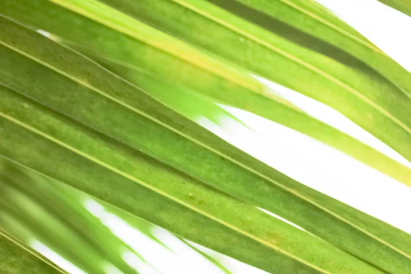 Licuala Palm Φύλλα Πράσινος Φοίνικας Ανεμιστήρων Αφήνει Εσωτερικη Υφή Πράσινο — Φωτογραφία Αρχείου