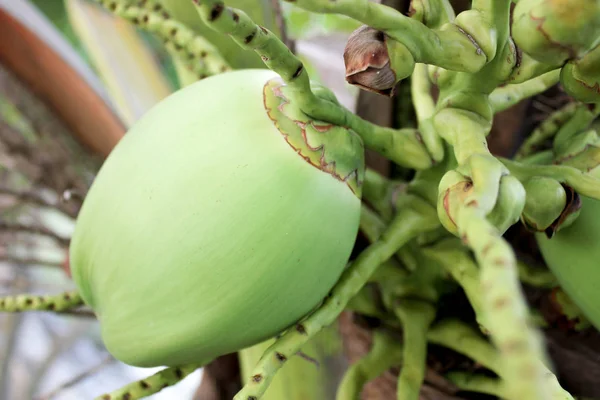 Cocco Piccoli Frutti Cocco Giovani Con Grappoli Sugli Alberi Cocco — Foto Stock