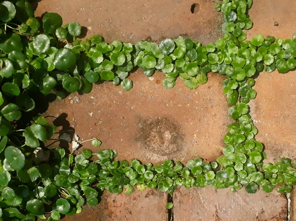 Σκουλήκι Τούβλο Πάτωμα Υφή Φόντου Φύλλο Στο Πάτωμα Ένα Μικρό — Φωτογραφία Αρχείου