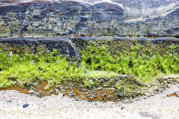 ビーチ 石壁のコケの美しい自然な風合いの岩礁海岸の岩岩と苔のテクスチャ背景を壁紙します — ストック写真