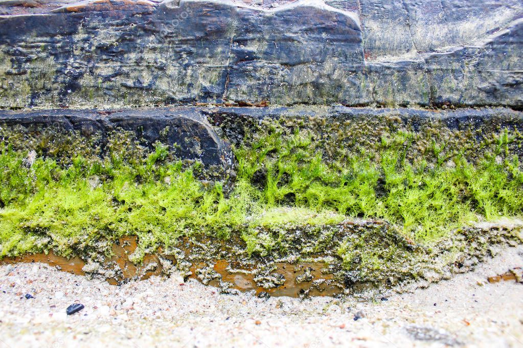 The rocks on the beach, rocky shore of the Sea, Beautiful natural texture of moss on a stone wall, wallpaper texture background of rock and moss