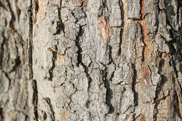 Tree bark texture and wallpaper, wood background from nature, texture background, Tree bark texture, texture nature, background nature,texture wallpaper, background wallpaper