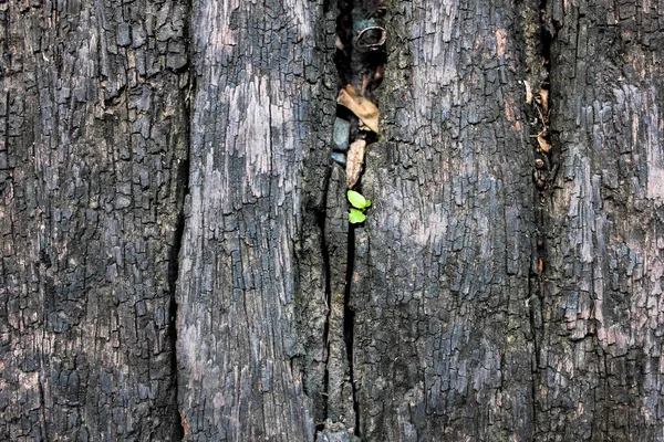 Δέντρο Μεγαλώνει Από Παλιό Ξύλινο Πάτωμα Μικρό Δέντρο Μεγαλώνοντας Μεταξύ — Φωτογραφία Αρχείου