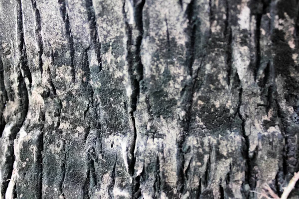 Texture Écorce Arbre Papier Peint Fond Bois Nature Fond Texture — Photo