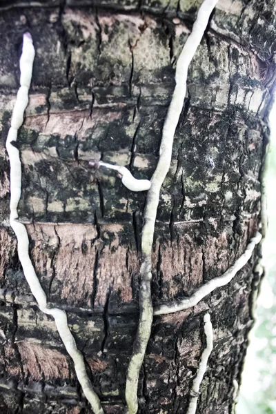 Parasitäre Pflanze Die Auf Bäumen Wächst Der Baumhintergrund — Stockfoto
