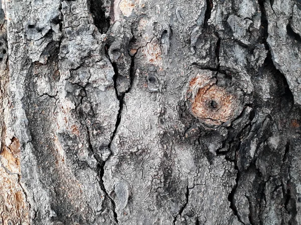 Baumrinde Textur Und Tapete Holz Hintergrund Aus Der Natur Textur — Stockfoto