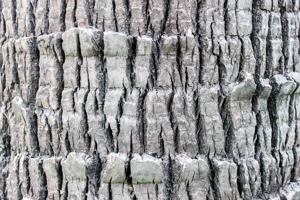Baumrinde Textur Und Tapete Holz Hintergrund Aus Der Natur Textur — Stockfoto
