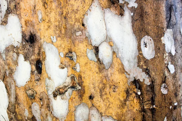 Texturou Kůry Stromu Tapety — Stock fotografie