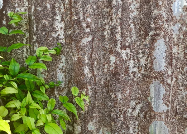 Κλαδιά Των Δέντρων Παλιά Ψευδαργύρου Τοίχος Φόντο Δέντρο Φλοιός Εσωτερικη — Φωτογραφία Αρχείου
