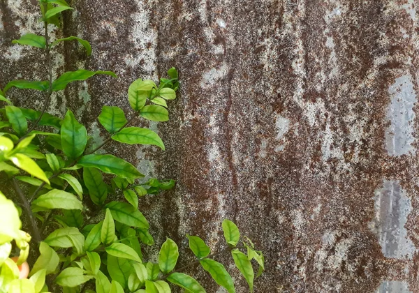 Κλαδιά Των Δέντρων Παλιά Ψευδαργύρου Τοίχος Φόντο Δέντρο Φλοιός Εσωτερικη — Φωτογραφία Αρχείου