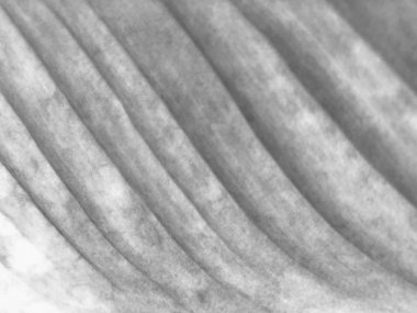 Soyut arka plan, ölüm yaprakları ile arka plan, soyut yaratıcı arka plan, soyut arka plan, kopya alanı ile duvar kağıdı veya afiş. Yakın görüntü, eski renk grunge Vintage yıpranmış arka plan, uzaydan soyut desen, sonbahar arka plan 