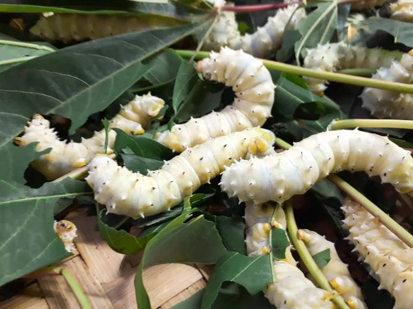 worm thai silk, Close up Silkworm eating mulberry green leaf, Thai Silk Weaving Cocoons at a Thai Silk Factory, Natural yellow cocoon, a source of silk thread and silk fabric