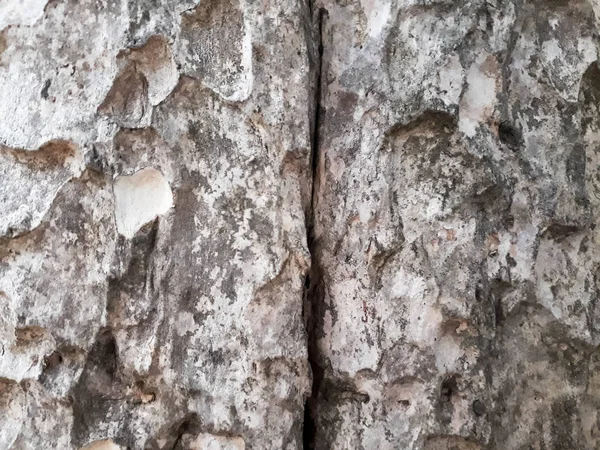 Abstrakte Baumrindenstruktur Naturholzhintergrund Rindenstruktur Struktur Und Oberfläche Der Rinde Stamm — Stockfoto