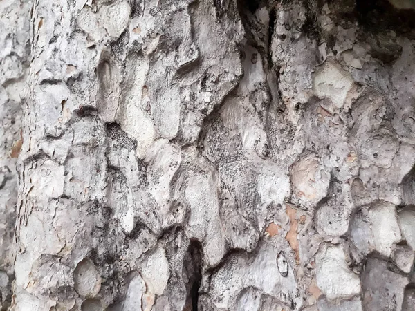 Abstrakte Baumrindenstruktur Naturholzhintergrund Rindenstruktur Struktur Und Oberfläche Der Rinde Stamm — Stockfoto