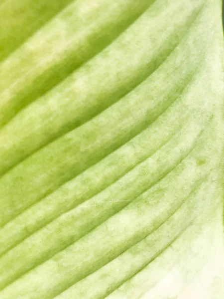 背景の抽象的な緑の葉の質感 緑の葉の背景 緑の葉の自然背景 クローズアップでの植物の自然な質感 — ストック写真