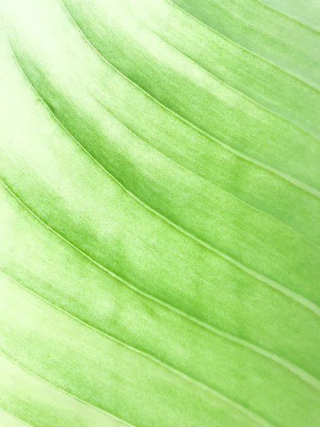 Abstracto Textura Hoja Verde Para Fondo Fondo Hojas Verdes Fondo — Foto de Stock