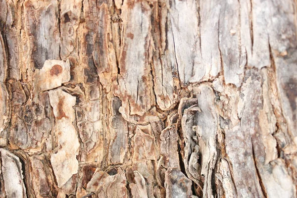 Abstrakte Baumrindenstruktur Naturholzhintergrund Rindenstruktur Struktur Und Oberfläche Der Rinde Stamm — Stockfoto