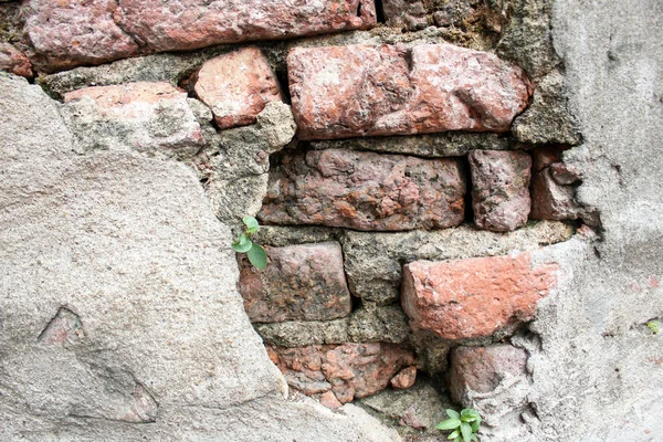 Fundo Pedra Uma Pequena Árvore Parede Tijolo Old Tijolo Parede — Fotografia de Stock