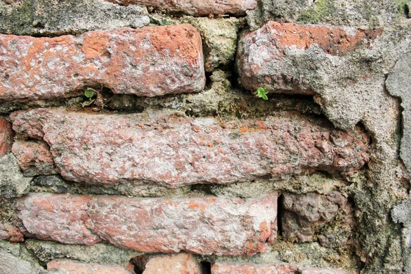 Fundo Pedra Uma Pequena Árvore Parede Tijolo Old Tijolo Parede — Fotografia de Stock