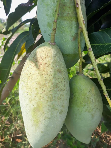 树上挂着绿色的芒果 树枝上挂着芒果 树上长着热带水果 生芒果 芒果树 一些芒果树的果实挂在绿草之上 泰国村花园 — 图库照片