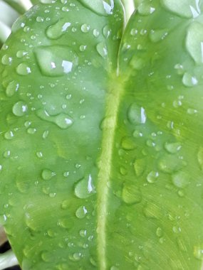 Yaprak üstüne yağmur damlaları, Yeşil Yaprak Arkaplanı, Yaprak üzerine su damlaları, Yeşil Doğa Arka planı Yaprakların üzerinde kalan yağmur damlaları