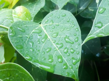 Yaprak üstüne yağmur damlaları, Yeşil Yaprak Arkaplanı, Yaprak üzerine su damlaları, Yeşil Doğa Arka planı Yaprakların üzerinde kalan yağmur damlaları
