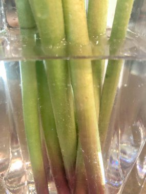 Cam ve Kök, su dolu cam şişelerde sandık, temiz cam şişede sandık, su dolu cam kavanozda yeşil sandık.