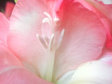 Arka plan için çiçekler, Pembe Gladiolus 'u kapatın, Pembe Gladiolus' u, Pembe Gladiolus 'u, Makro shot' ı, Yumuşak pastel renkte çiçek, Kırsal bir kır evinde yaz çiçekleri Rengi ve güzellik