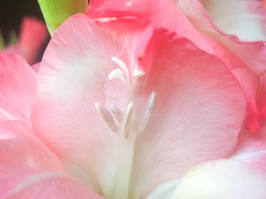 Arka plan için çiçekler, Pembe Gladiolus 'u kapatın, Pembe Gladiolus' u, Pembe Gladiolus 'u, Makro shot' ı, Yumuşak pastel renkte çiçek, Kırsal bir kır evinde yaz çiçekleri Rengi ve güzellik