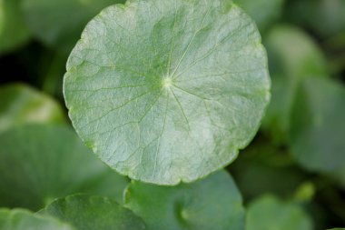 gotu kola yaprakları, Asya Pennywort, Centella asiatica, yeşil yaprak arka plan, Centella asiatica olarak bilinen yeşil bitki yaprakları, gölette Mini nilüfer yaprağı.