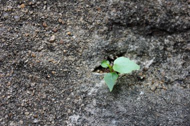 Ağaç, küçük ağaç, çatlamış betondan büyüyen küçük ağaç, çimentodan büyüyen ağaç, taş bir duvarda çiçek, çimento zeminde büyüyen güzel ağaç. Küçük ağaç çatlamış zeminde büyüyor..
