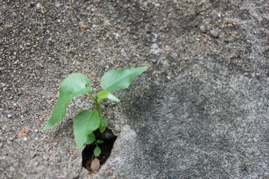 Ağaç, küçük ağaç, çatlamış betondan büyüyen küçük ağaç, çimentodan büyüyen ağaç, taş bir duvarda çiçek, çimento zeminde büyüyen güzel ağaç. Küçük ağaç çatlamış zeminde büyüyor..