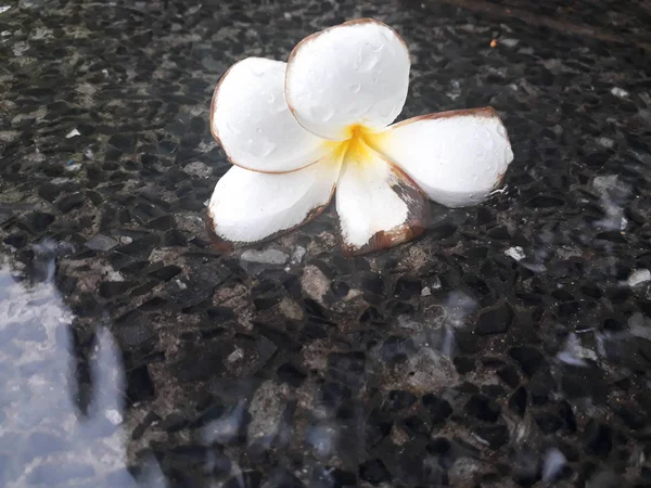 Plumeria Białe Kwiaty Plumeria Kwiat Pływający Wodzie Plumeria Kwiat Spada — Zdjęcie stockowe