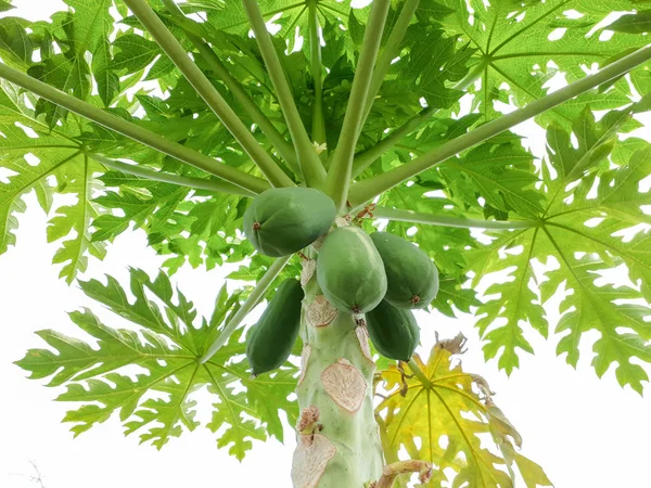 木の上のパパイヤを閉じ 果物の木の上の有機緑のパパイヤ パパイヤの葉 澄んだ空の背景を持つパパイヤの木 日光のある新鮮なパパイヤの木 — ストック写真