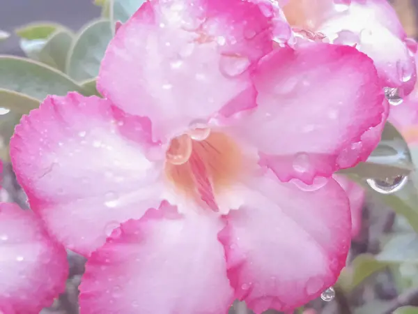 Gota Água Flor Azálea Rosa Flores Após Chuva Com Gotas — Fotografia de Stock