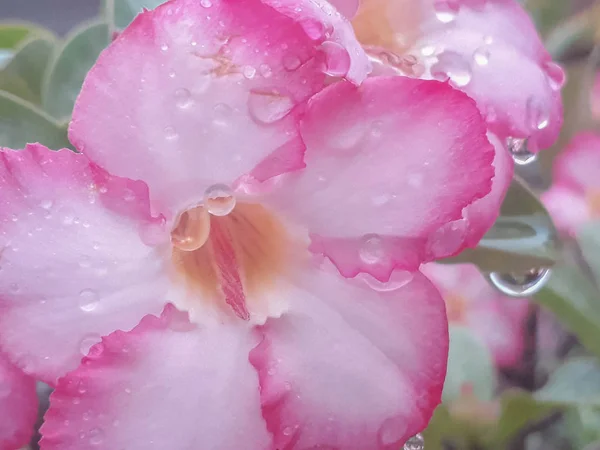 Gota Água Flor Azálea Rosa Flores Após Chuva Com Gotas — Fotografia de Stock