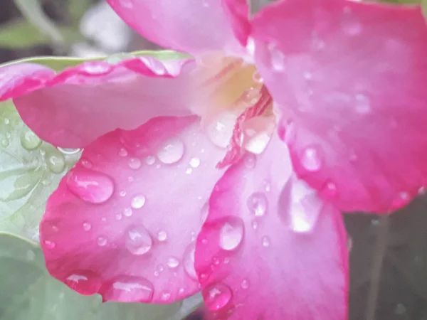 Gota Água Flor Azálea Rosa Flores Após Chuva Com Gotas — Fotografia de Stock