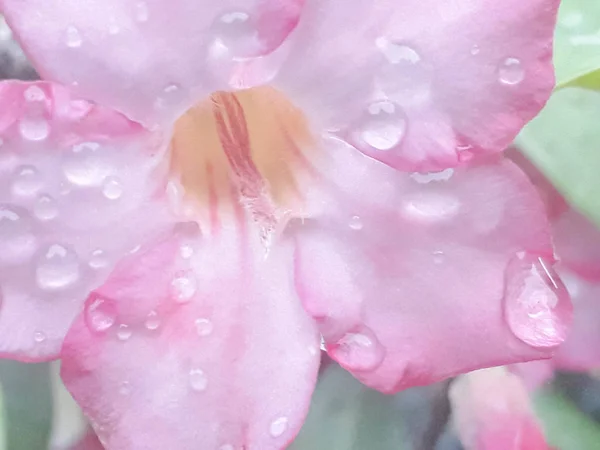 Krople Wody Kwiat Różowe Kwiaty Azalii Deszczu Kroplami Deszczu Płatki — Zdjęcie stockowe