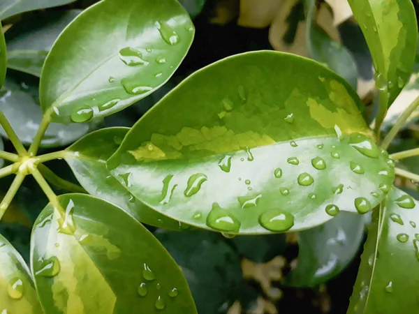 葉の上に雨が降る緑の葉の背景葉の上に水が落ちる緑の自然背景は葉の上に残る雨からの水の滴です — ストック写真