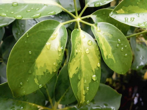 葉の上に雨が降る緑の葉の背景葉の上に水が落ちる緑の自然背景は葉の上に残る雨からの水の滴です — ストック写真